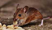 24 Hour & Emergency Exterminators in Mechanicsvlle, VA